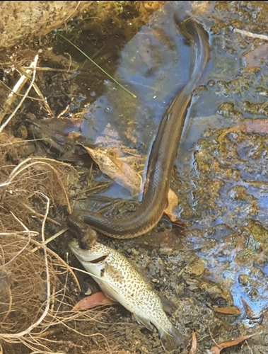 Macleay's Water Snake sighting