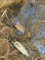 Pseudoferania polylepis