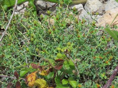 Euphorbia spinosa