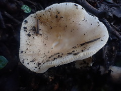 Russula marangania