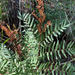 Osmunda spectabilis - Photo (c) Janet Wright, μερικά δικαιώματα διατηρούνται (CC BY-NC), uploaded by Janet Wright