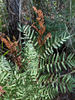 American Royal Fern - Photo (c) Janet Wright, some rights reserved (CC BY-NC), uploaded by Janet Wright