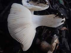 Russula marangania