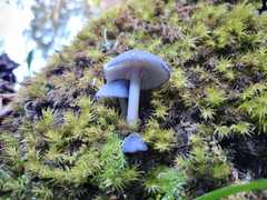 Entoloma cyanulum