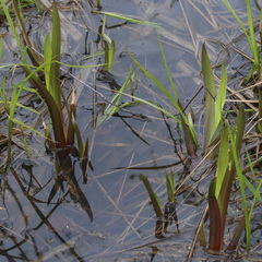 Acorus calamus