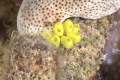 Perophora modificata