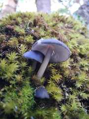 Entoloma cyanulum