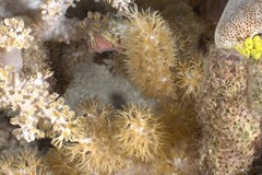 Caementabunda simplex