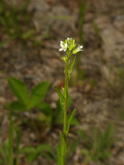 Arabis pycnocarpa adpressipilis