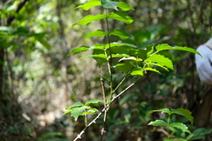 Zanthoxylum nitidum