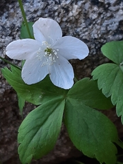 Anemonoides quinquefolia