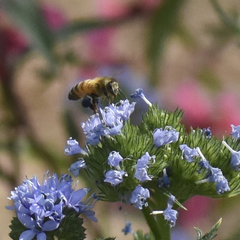 Apis mellifera