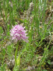 Orchis italica