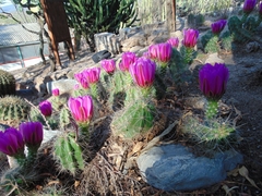 Echinocereus cinerascens