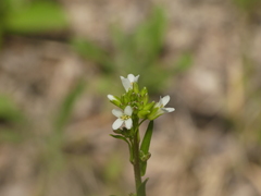 Arabis pycnocarpa adpressipilis