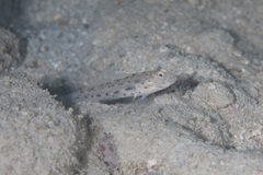 Ctenogobiops crocineus