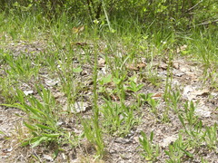 Arabis pycnocarpa adpressipilis