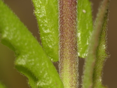 Arabis pycnocarpa adpressipilis