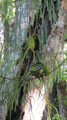 Cyanoramphus auriceps