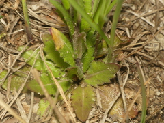 Arabis pycnocarpa adpressipilis