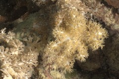 Caementabunda simplex