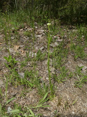 Arabis pycnocarpa adpressipilis