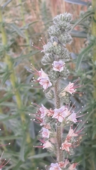 Echium glomeratum