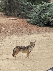 Canis latrans