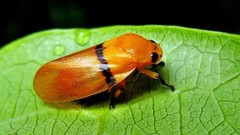 Monecphora cingulata