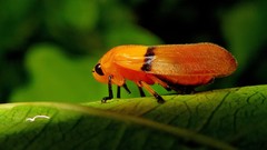 Monecphora cingulata