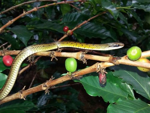Photo of a Forest Racer (Dendrophidion bivittatus)