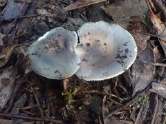 Russula iterika