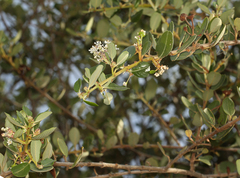 Ceanothus megacarpus insularis