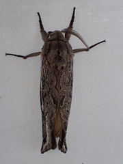 Abantiades tembyi