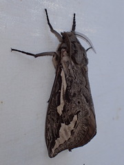 Abantiades tembyi