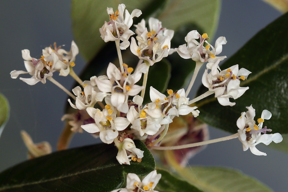 Ceanothus megacarpus