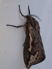 Abantiades tembyi