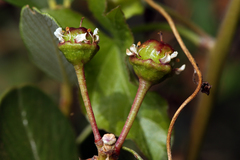 Ceanothus megacarpus insularis