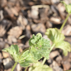 Lamium amplexicaule