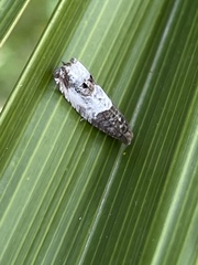 Notocelia rosaecolana