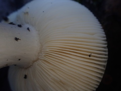 Russula iterika