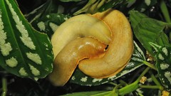 Vaginulus taunaisii