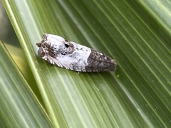 Notocelia rosaecolana