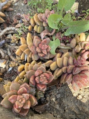 × Graptosedum
