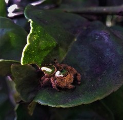 Paraphidippus aurantius