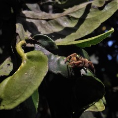 Paraphidippus aurantius