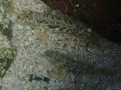 Bathygobius lineatus