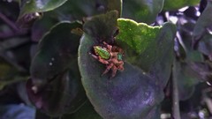 Paraphidippus aurantius