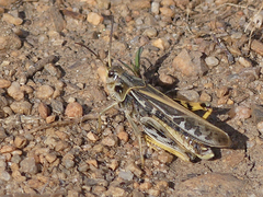 Pardalophora