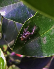 Paraphidippus aurantius